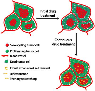 Microenvironment-Driven Dynamic Heterogeneity and Phenotypic Plasticity as a Mechanism of Melanoma Therapy Resistance